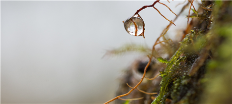 Banner Picture